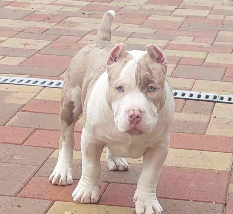 Royal Range Zeus