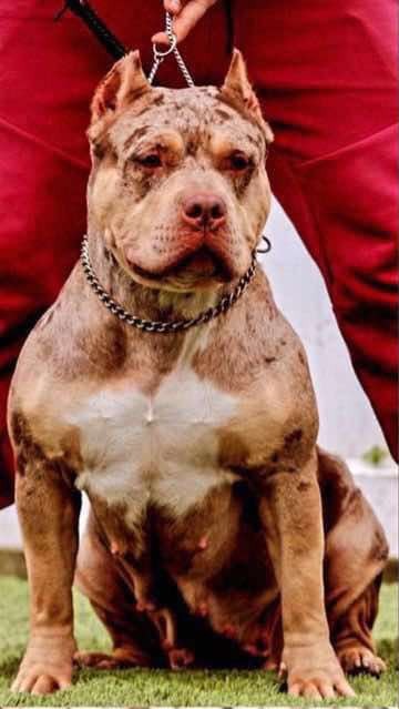 Royal Range breeding parent A โ photo 1