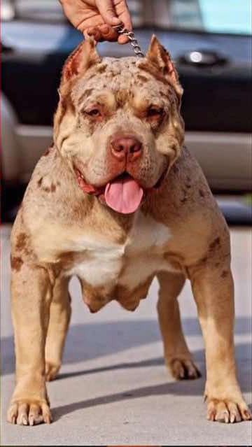 Royal Range breeding parent A โ photo 2
