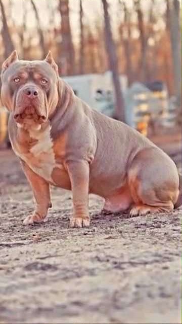 Royal Range breeding parent B โ photo 1