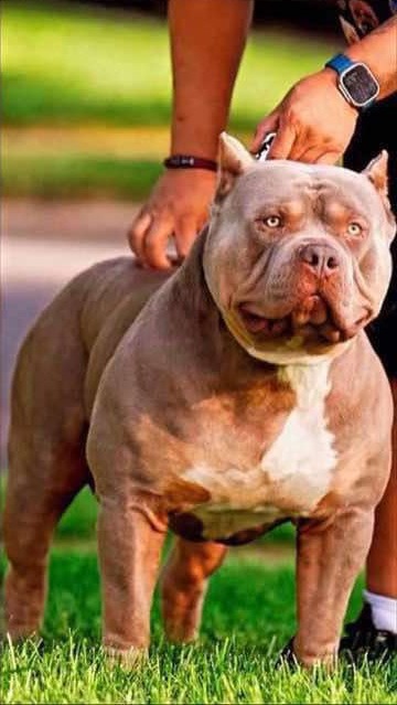 Royal Range breeding parent B โ photo 2